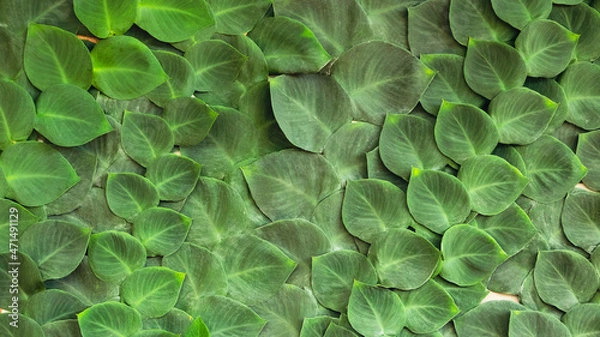 Obraz Green leaves background of a plant.