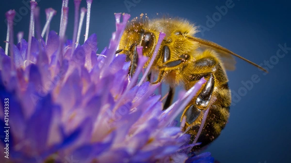 Obraz Honigbiene (Apis), auf Blüte