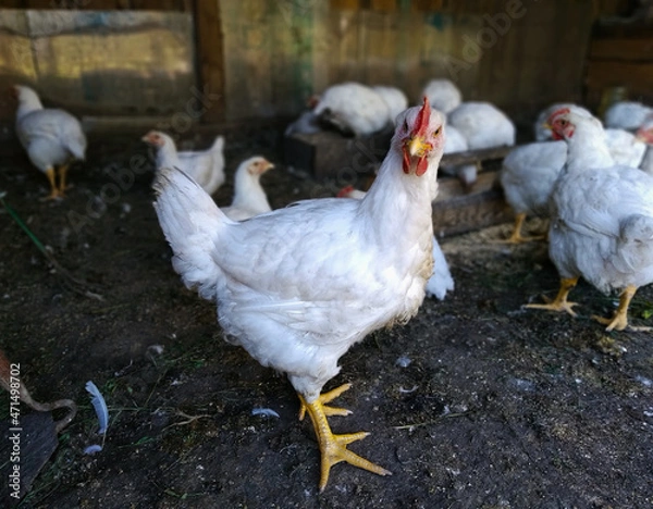 Fototapeta A chicken of the Broiler breed is standing on the farm, watching directly into the camera