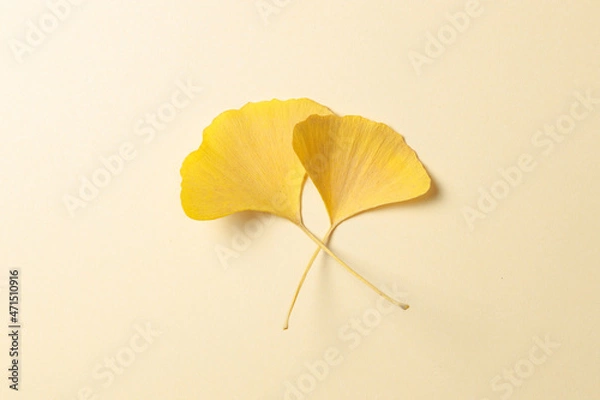 Fototapeta 黄色いイチョウの葉　黄色背景