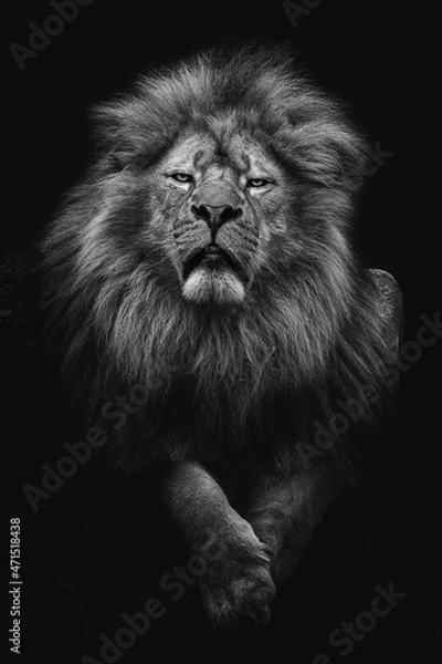Obraz Lion (Panthera leo krugeri) lying and looking at the camera, portrait in the dark