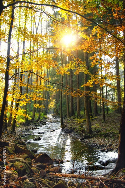 Obraz Beautiful autumn nature with flowing river and shining sun among the leaves in the Czech Republic