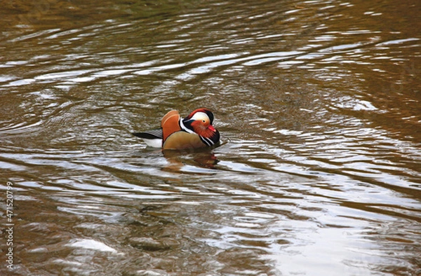 Obraz Mandarinente im Herbst