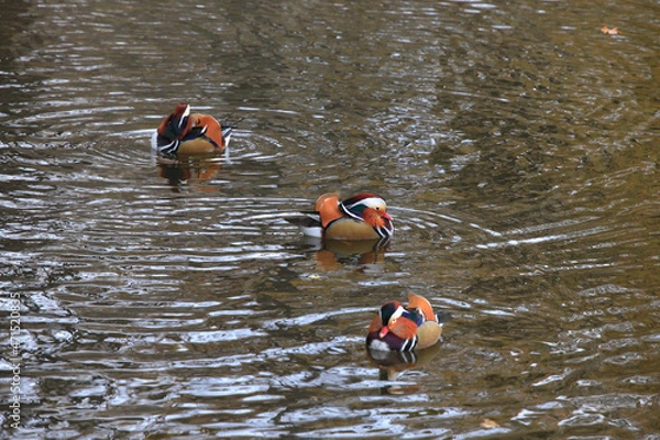 Obraz Mandarinente im Herbst