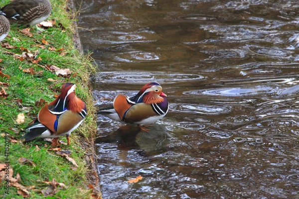 Obraz Mandarinente im Herbst