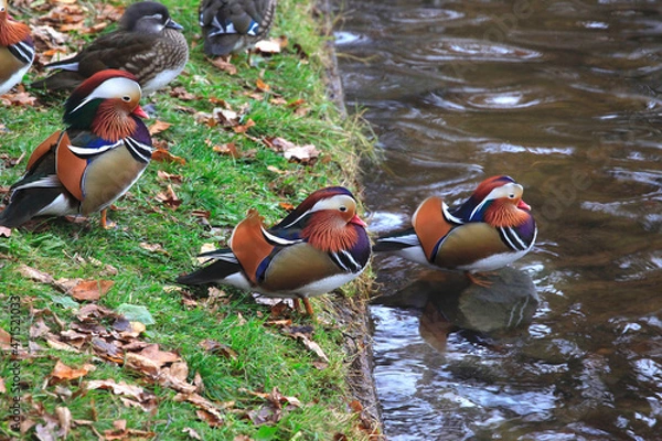 Obraz Mandarinente im Herbst