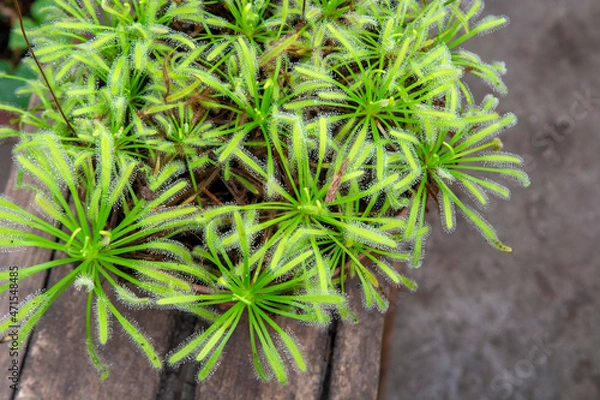 Fototapeta Drosera Capensis
