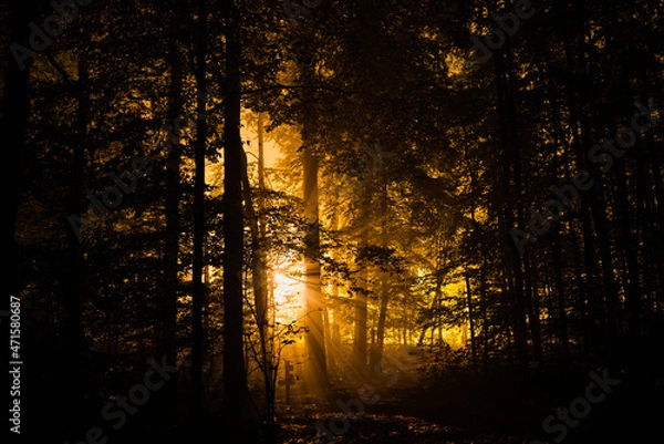 Obraz Woods in the moring 