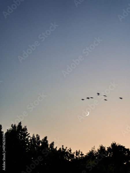 Fototapeta 노을빛 바탕으로 초승달과 철새들