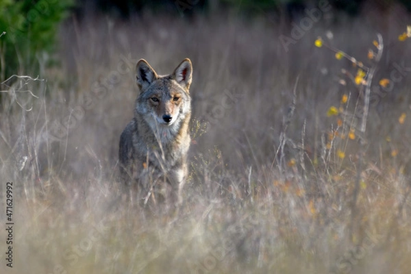 Obraz coyote (Canis latrans) standing in tall prairie grass