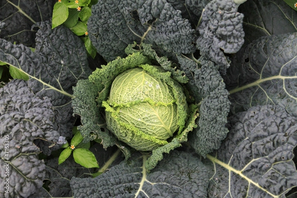 Fototapeta Verza Crauti