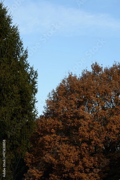 Fototapeta Autumn Trees