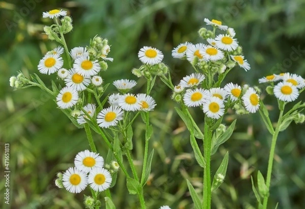 Fototapeta Erigeron annuus flowers known also as annual fleabane, daisy fleabane or eastern daisy fleabane