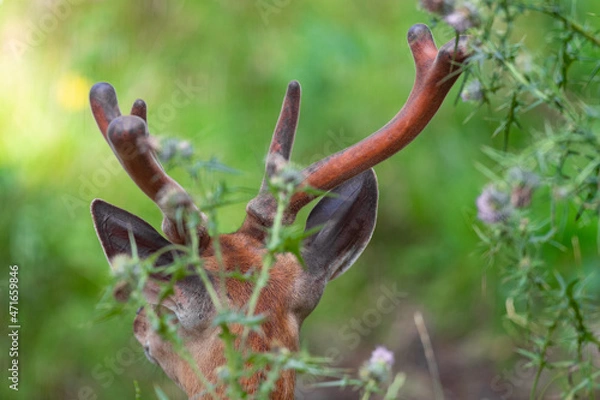 Obraz Sikahirschgeweih hinter Disteln