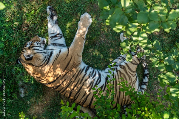 Fototapeta The Republic of Crimea. July 17, 2021. A tigress sleeps in an enclosure on the grass in the Taigan Lion Park in the city of Belogorsk.