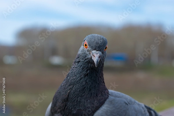 Obraz Muzzle of a dove looking straight ahead, close up