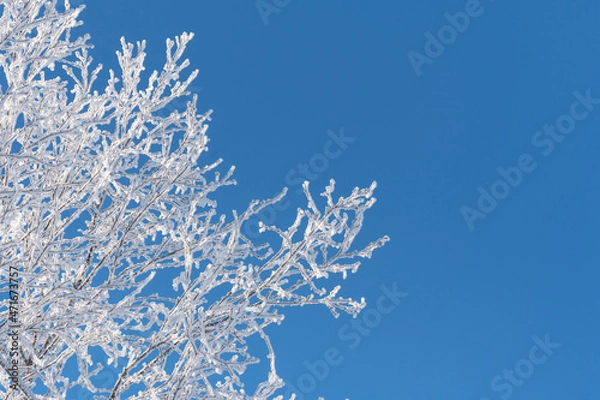 Fototapeta snow covered branches of a tree