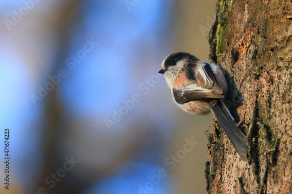 Obraz 秋の東高根森林公園のエナガ、long-tailed tit