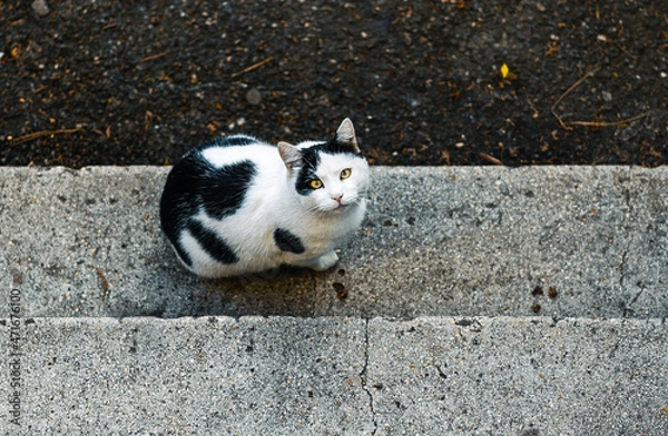 Fototapeta cat on the ground