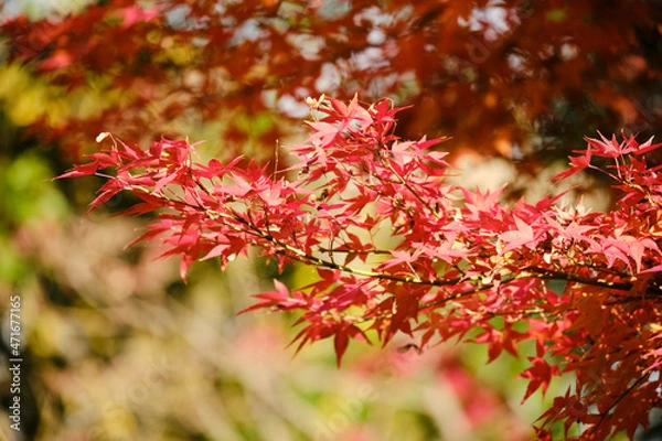 Fototapeta 紅葉が綺麗な公園の木々
