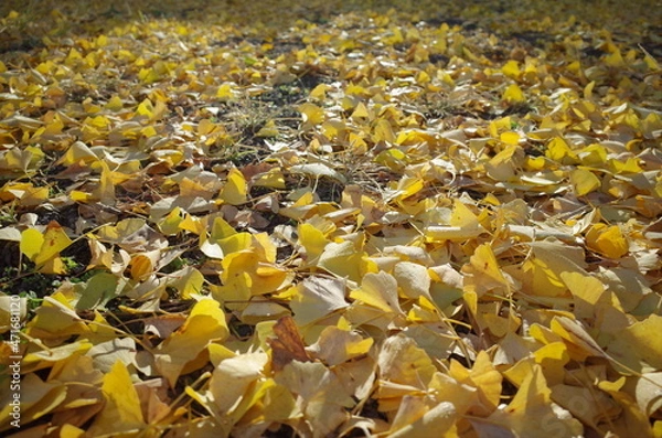 Obraz 秋の季節の寂しくおちる落ち葉のある景色