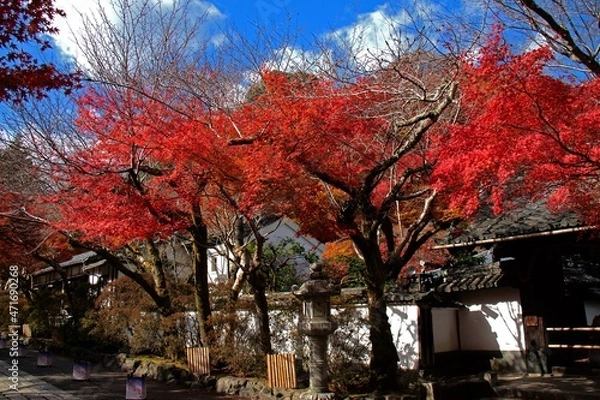 Fototapeta 三井寺（滋賀県）の紅葉