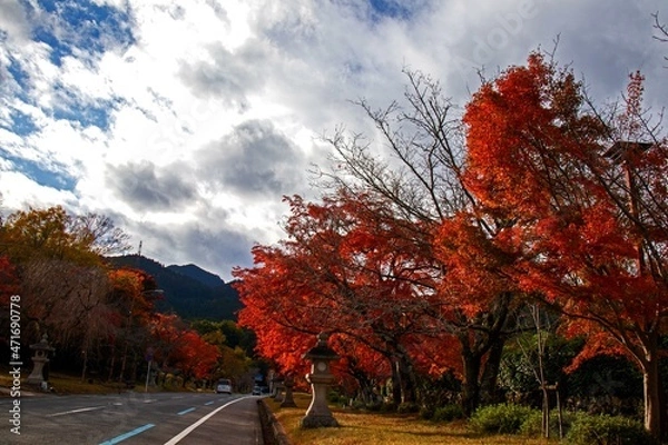 Fototapeta 日吉神社の紅葉