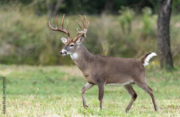 Fototapeta Whitetail Deer Buck in Texas farmland