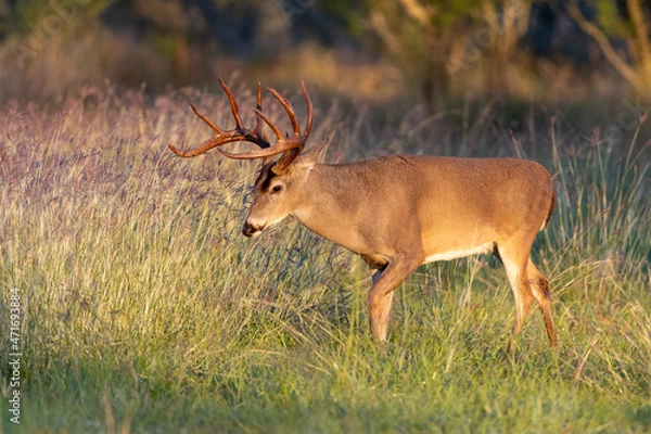 Obraz Whitetail Deer Buck in Texas farmland