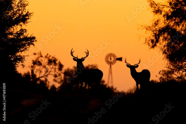 Obraz Silhouette of 2 Whitetail Deer Bucks at sunset in Texas farmland