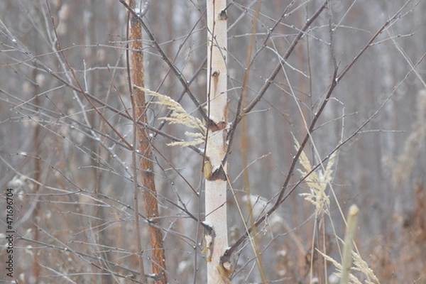 Fototapeta WINTER PHOTO PHONE, SOFT FOCUS, BLURRED IMAGE OF PLANTS, SILHOUETTES OF BRANCHES, LEAVES ON A SNOW BACKGROUND. LANDSCAPE forest in late autumn. dark browns and reddish colors. Abstraction