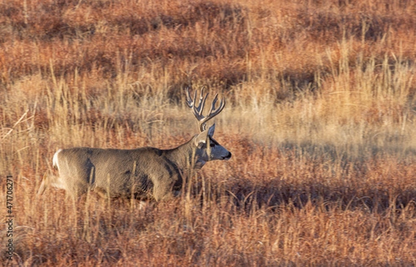 Fototapeta Mule Deer Buck During the Fall Rut in Colorado