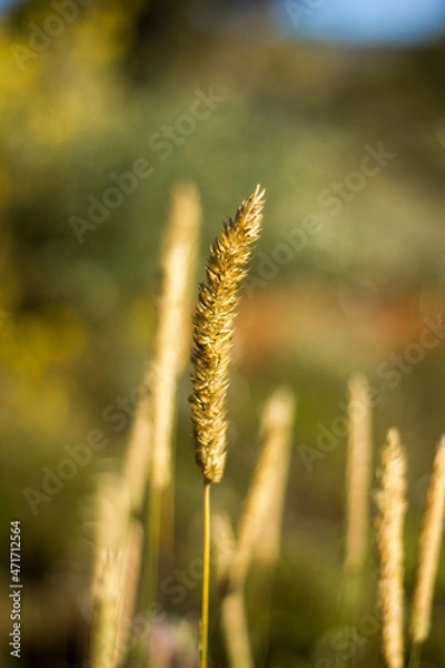 Obraz Rostraria Cristata