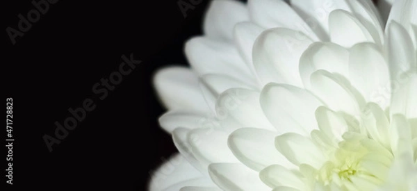 Obraz Chrysanthemum multicolored close-up. Beautiful flower close-up. White petals