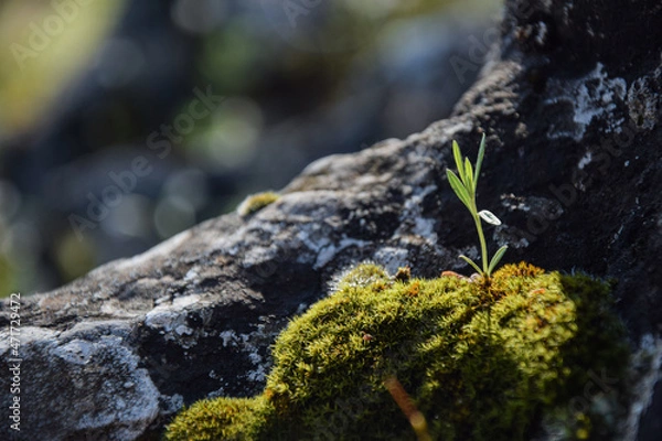 Obraz A plant borning