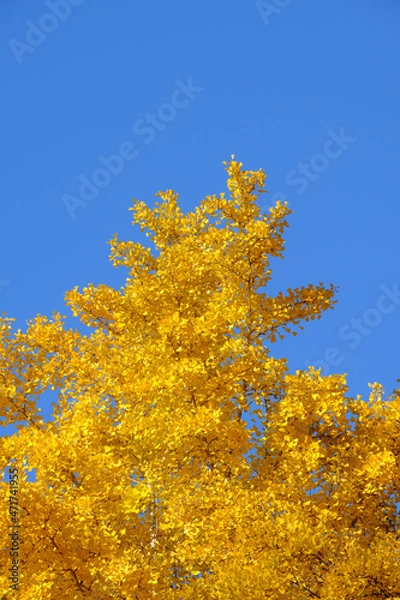 Fototapeta 秋の青空のもと、黄色に色づく銀杏の葉がコントラストで浮かび上がる。神戸山手の徳光院境内で撮影
