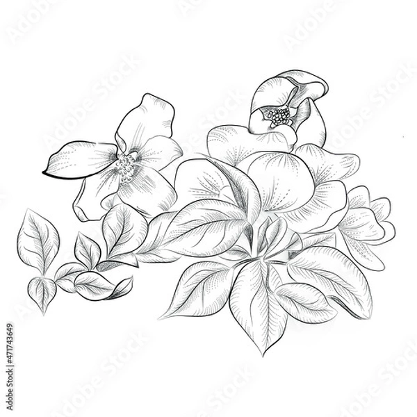 Fototapeta blooming apple tree branch on a white background