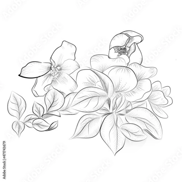 Fototapeta blooming apple tree branch on a white background