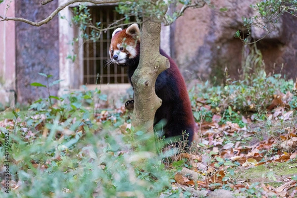 Obraz レッサーパンダ