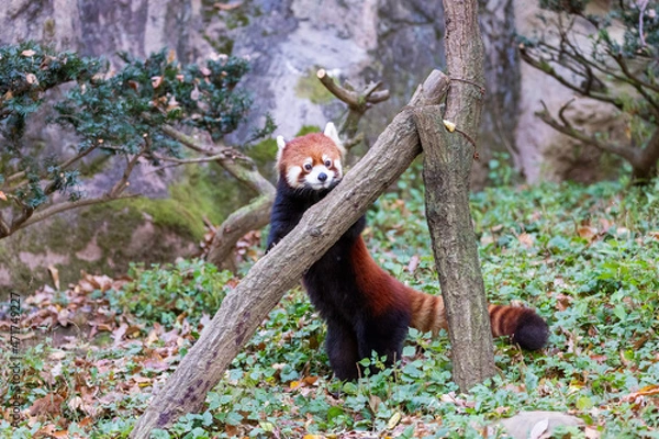 Obraz レッサーパンダ