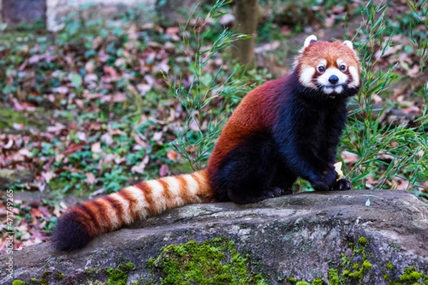 Obraz レッサーパンダ