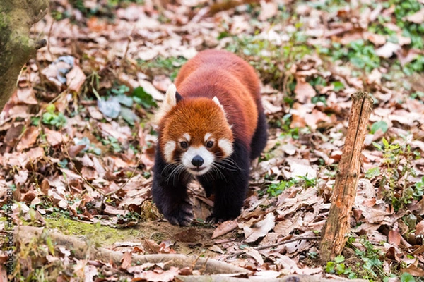 Obraz レッサーパンダ