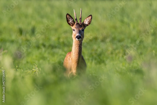 Fototapeta Koziołek