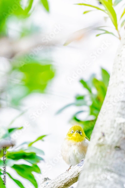 Fototapeta メジロ
