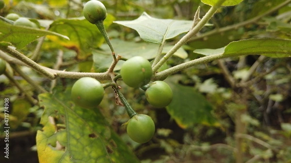 Fototapeta apples on a tree