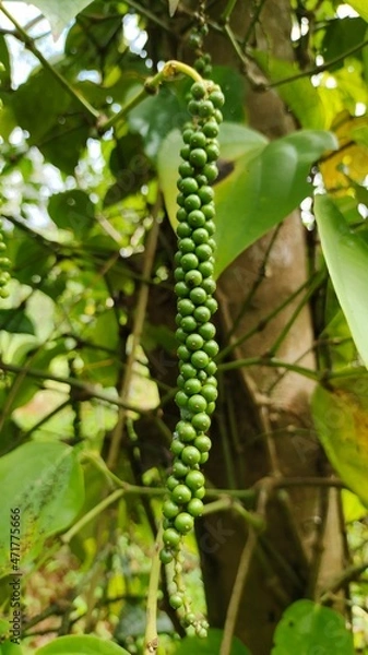 Fototapeta caterpillar on leaf