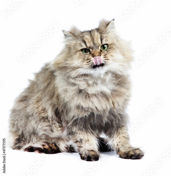 Obraz Persian cat golden chinchilla with tongue