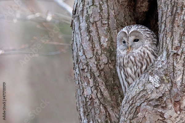 Fototapeta 晩秋のエゾフクロウ