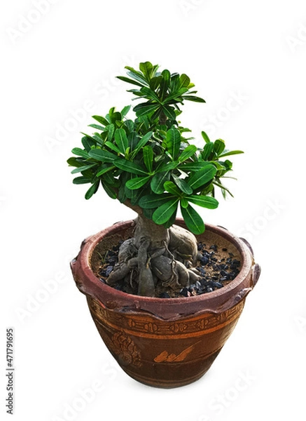 Obraz plant in a pot