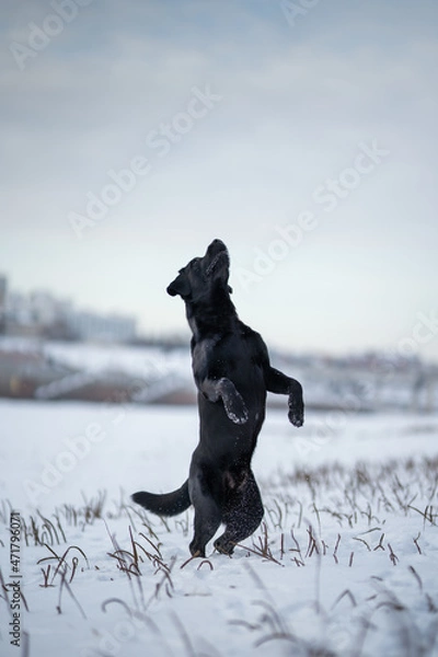 Obraz Labrador retriever dog jumping